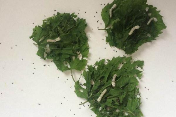 養蠶的效益分析 蠶要怎么養才好