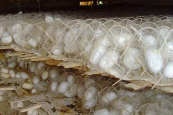 養蠶的效益分析 蠶要怎么養才好