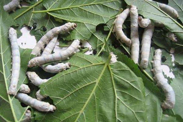 養蠶的效益分析 蠶要怎么養才好