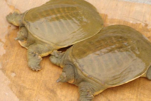 怎樣釣野生甲魚 釣野生甲魚的方法有哪些