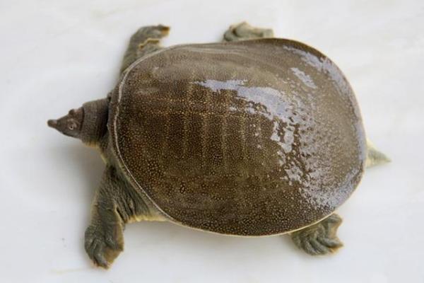 野生甲魚和養殖甲魚的區別是什么 甲魚怎么繁殖