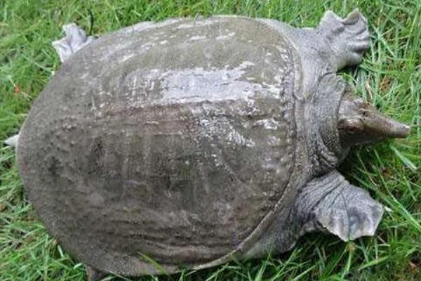 野生甲魚和養(yǎng)殖甲魚的區(qū)別是什么 甲魚怎么繁殖