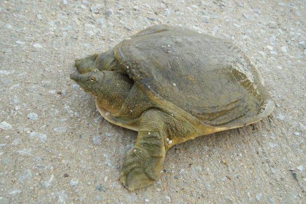 野生甲魚和養(yǎng)殖甲魚的區(qū)別是什么 甲魚怎么繁殖
