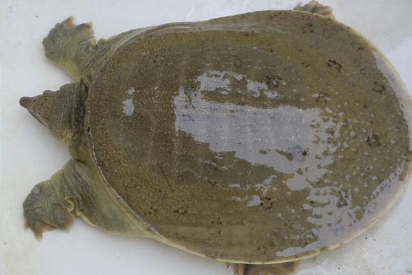 野生甲魚和養(yǎng)殖甲魚的區(qū)別是什么 甲魚怎么繁殖