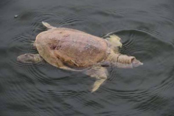 野生甲魚和養(yǎng)殖甲魚的區(qū)別是什么 甲魚怎么繁殖