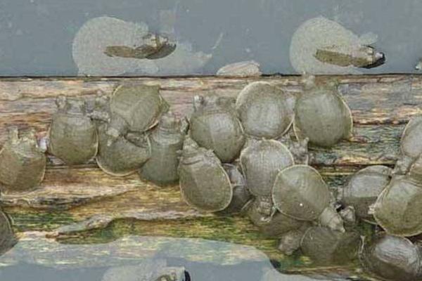 野生甲魚和養(yǎng)殖甲魚的區(qū)別是什么 甲魚怎么繁殖
