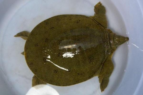 野生甲魚多少錢一斤 野生甲魚的鑒別方法