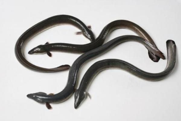 鰻魚和鱔魚的區(qū)別是什么 吃鰻魚有什么好處