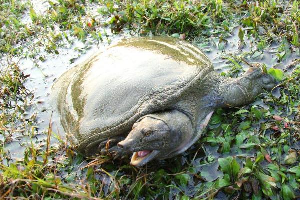 甲魚苗價格多少錢一只 甲魚苗的養殖方法