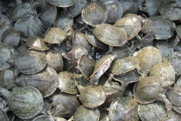甲魚苗價格多少錢一只 甲魚苗的養殖方法