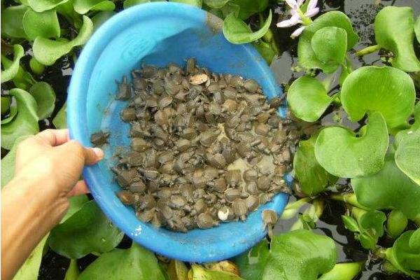 甲魚苗價格多少錢一只 甲魚苗的養殖方法