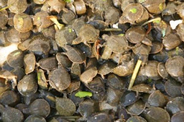 甲魚苗價格多少錢一只 甲魚苗的養殖方法