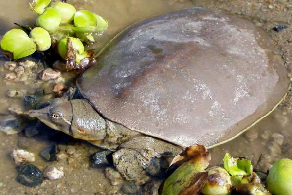 甲魚苗價格多少錢一只 甲魚苗的養殖方法