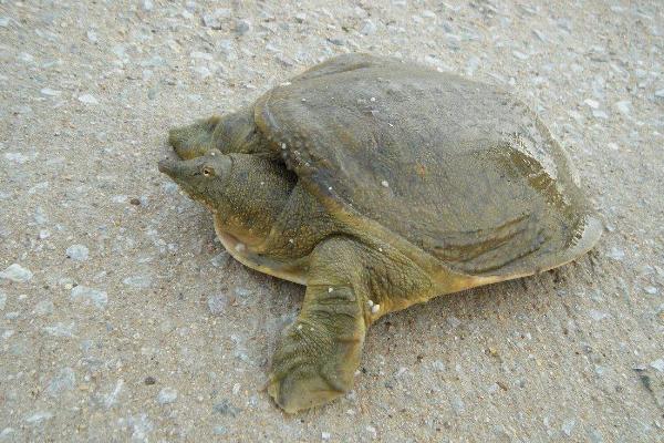 甲魚苗價格多少錢一只 甲魚苗的養殖方法