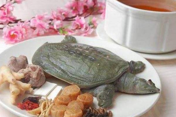甲魚湯的功效與作用 甲魚的營養價值