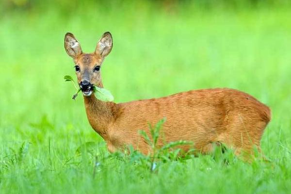 狍子藥用價值是什么 狍子的養殖技術