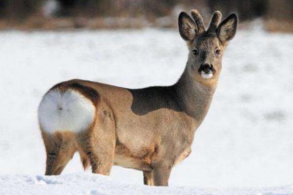 狍子藥用價值是什么 狍子的養殖技術