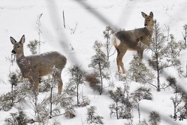 狍子藥用價值是什么 狍子的養殖技術
