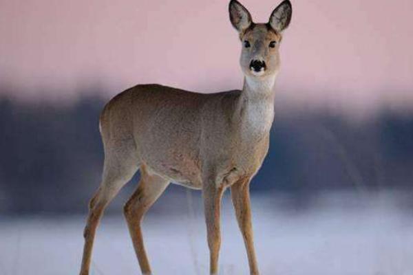 狍子是幾級保護動物 狍子和梅花鹿的區(qū)別