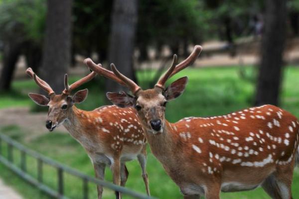狍子是幾級保護(hù)動物 狍子和梅花鹿的區(qū)別