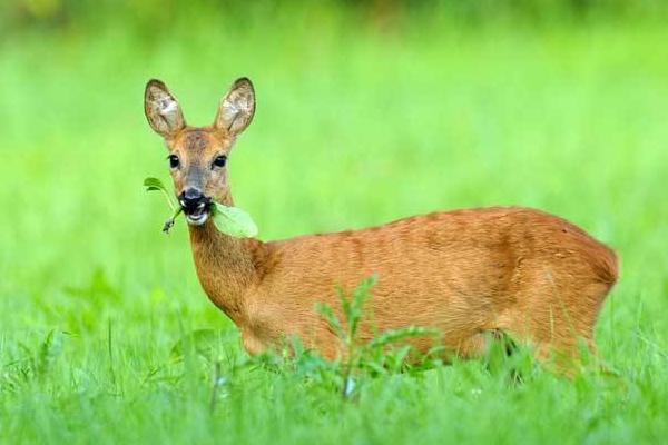 狍子是幾級保護(hù)動物 狍子和梅花鹿的區(qū)別
