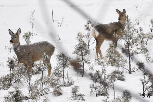 狍子是幾級保護(hù)動物 狍子和梅花鹿的區(qū)別