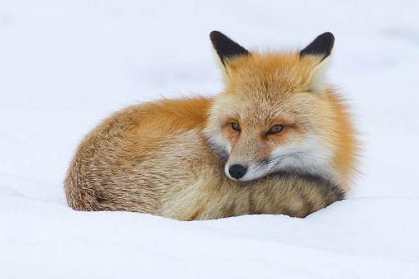 狍子是幾級保護(hù)動物 狍子和梅花鹿的區(qū)別