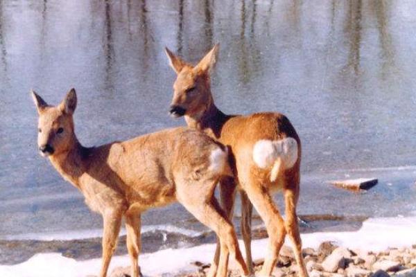 狍子是幾級保護(hù)動物 狍子和梅花鹿的區(qū)別