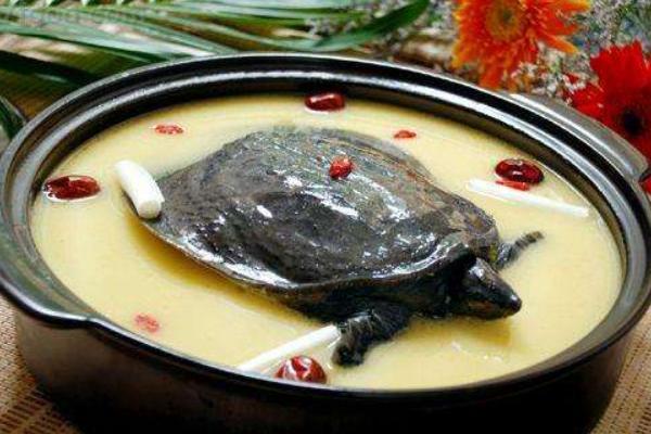 甲魚湯的功效與作用 甲魚的營養價值