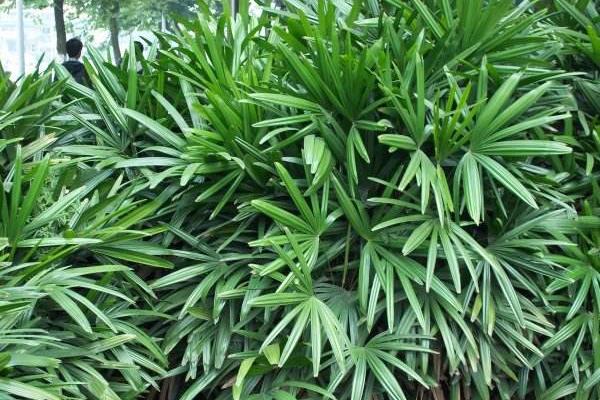 棕竹圖片大全 棕竹有哪些品種