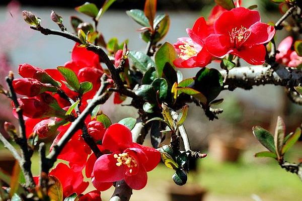 貼梗海棠圖片大全 貼梗海棠花語及寓意