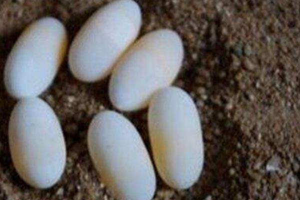 烏龜蛋怎么孵化 烏龜生的蛋能夠吃嗎