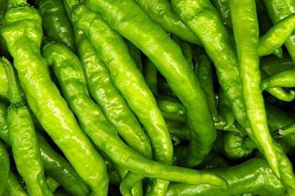 小尖椒圖片大全 吃尖椒上火嗎