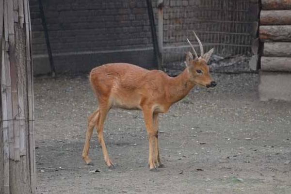 狍子藥用價值是什么 狍子的養殖技術