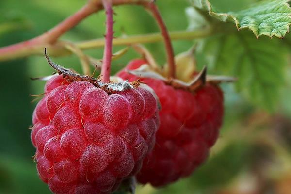 樹莓怎么吃 孕婦可以吃樹莓嗎