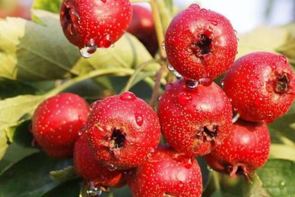 山楂干的功效與作用及禁忌 山楂干泡水一次放多少