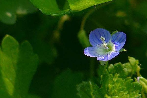 阿拉伯婆婆納圖片大全 阿拉伯婆婆納花語及寓意