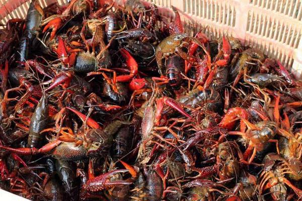 麻辣小龍蝦配料有哪些 麻辣小龍蝦怎么吃