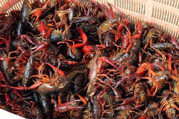 龍蝦如何養殖 龍蝦真的好養嗎