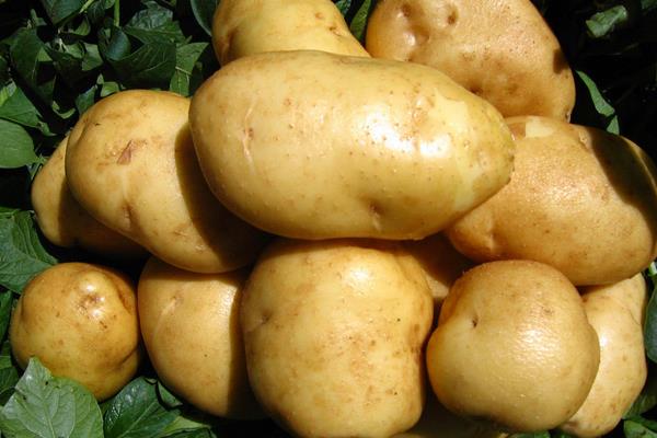 馬鈴薯的熱量是多少 馬鈴薯的營養價值