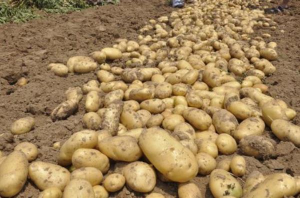 馬鈴薯的熱量是多少 馬鈴薯的營(yíng)養(yǎng)價(jià)值