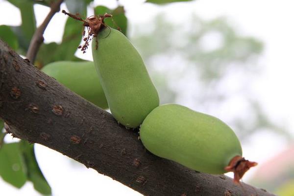 木瓜海棠和木瓜的區(qū)別是什么 木瓜海棠花期是幾月