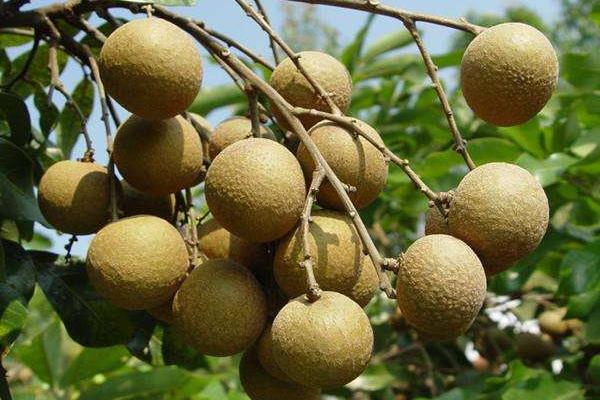 龍眼樹上的蟲子叫什么 龍眼樹上有幾種害蟲