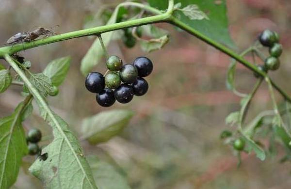 龍葵果有毒嗎 龍葵果可以吃嗎
