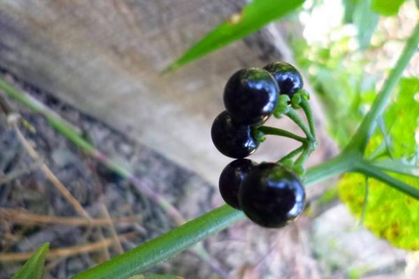 龍葵的功效與作用及禁忌 龍葵營養(yǎng)價(jià)值