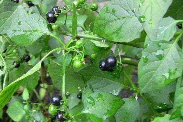 龍葵果市場價格多少錢一斤 龍葵果好吃嗎