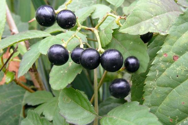 龍葵果市場價格多少錢一斤 龍葵果好吃嗎