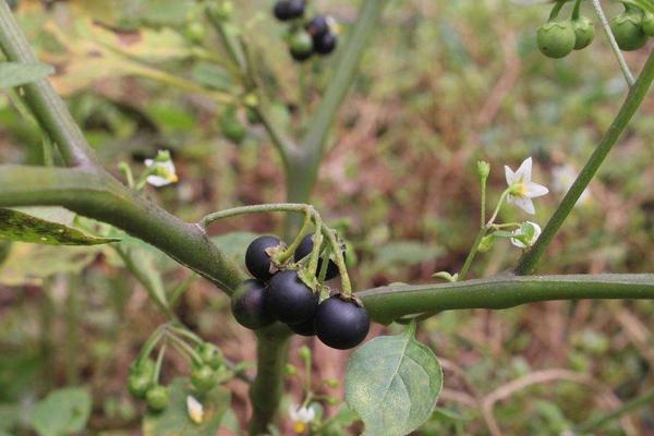 龍葵果市場價格多少錢一斤 龍葵果好吃嗎