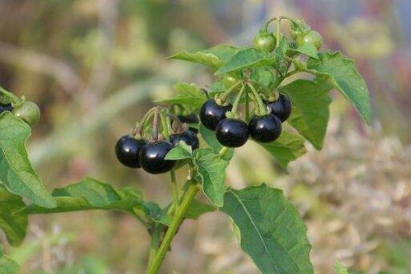 龍葵果市場價格多少錢一斤 龍葵果好吃嗎