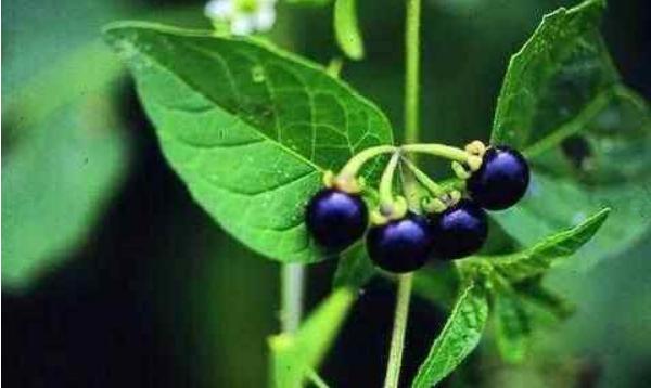 龍葵果市場價格多少錢一斤 龍葵果好吃嗎